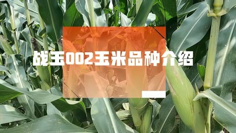雄玉1688玉米品种简介图片