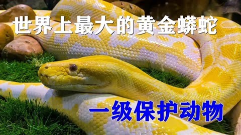 世界上最大的黄金蟒蛇有多大?蟒属于无毒大型蛇类