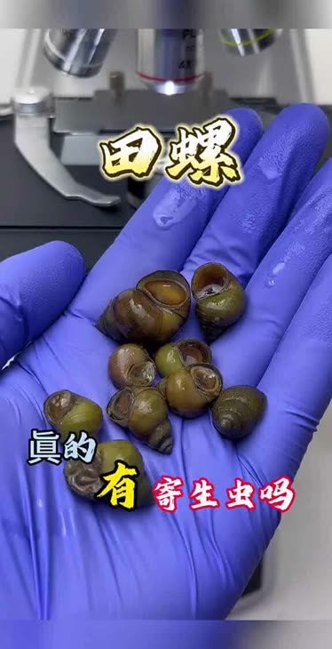 田螺有寄生虫吗 图片图片