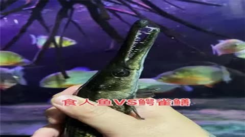 鳄雀鳝做法图片