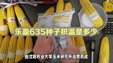 迪卡5697玉米种子积温图片