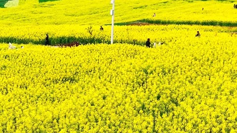 汉中油菜花高清图片