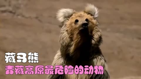 青藏高原最危险的动物,藏马熊!也是跑得最快的熊