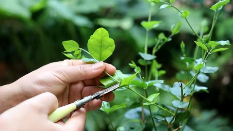 茉莉花春天这样剪,花开多十倍,越剪花越多