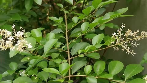 木樨科植物图片