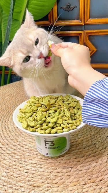 猫薄荷饼干图片