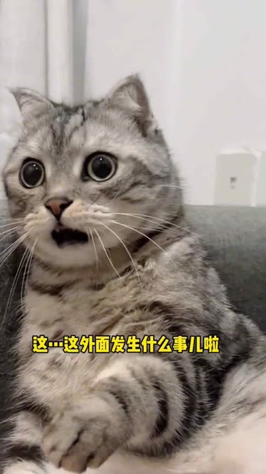 放个烟花把猫咪吓出了表情包