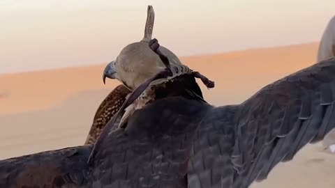 中东土豪使用猎鹰捕捉猎物,如探囊取物般轻松