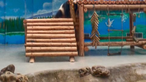 柳州动物园的熊猫图片