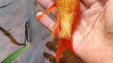 稻田抓到漂亮的小红鱼