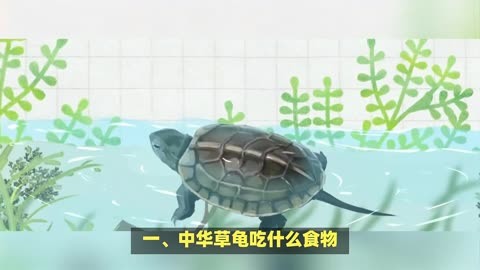 中华草龟吃什么 如何喂养