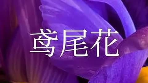 紫色鸢尾花,花语是爱意与吉祥,送给爱人表达爱意,祝她吉祥如意