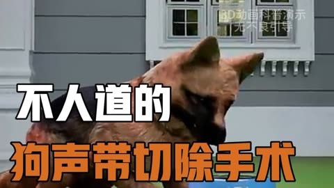 犬的声带切除术过程图片