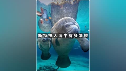 大海牛灭亡图片