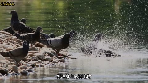 淡水鱼霸主之六须鲶鱼 神奇动物   动物世界  奇趣自然  欧洲巨鲶