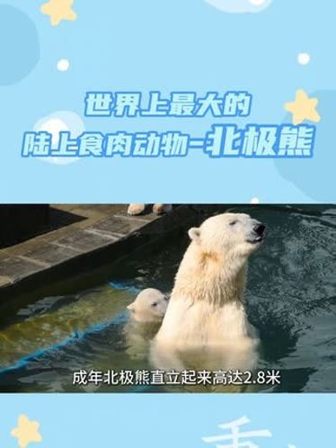 北极熊